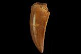 Serrated, Raptor Tooth - Real Dinosaur Tooth #130360-1